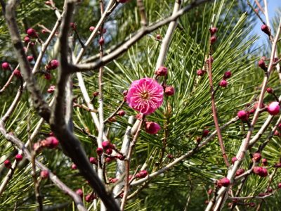 庭の紅梅