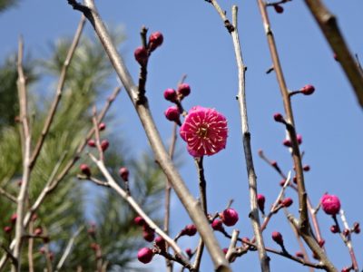 青と紅